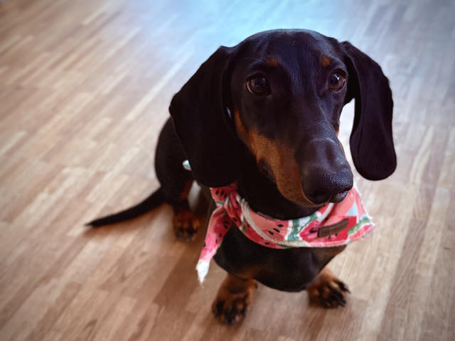 A black and tan dachshund named Elvis sitting on wooden flooring, wearing a pink bandana with watermelon print. He has soulful dark eyes, floppy ears, and is looking directly at the camera with an alert, friendly expression.